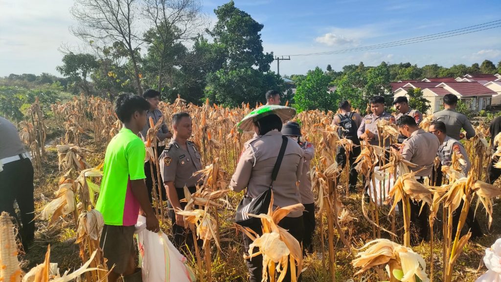 Dukung Program Swasembada Pangan, Satlantas Polres Tarakan Panen Jagung Hibrida